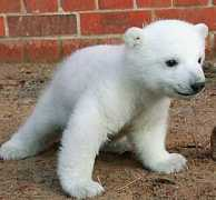 Knut