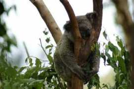 Koalaa