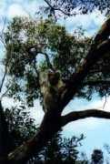 Koalaa