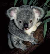 sportscracklepop.com Koalabear