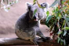 thelensflare.com Koalabear