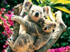 myfreewallpapers.net Koalas