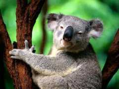 myfreewallpapers.net Koalas