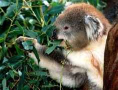 mywallpapers.org Koalas
