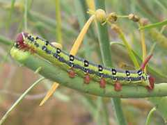 schmetterling-raupe.de Koalick