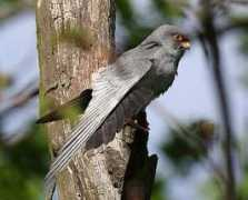 ornitho276.free.fr Kobez