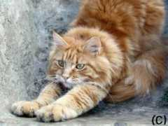 tierweb.ch Kobula