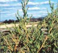 Kochia