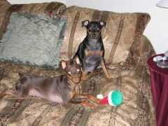 minpins.mgbeng.com Kocoa