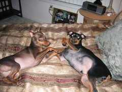 minpins.mgbeng.com Kocoa