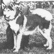 Kodara