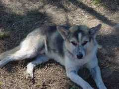 Kody