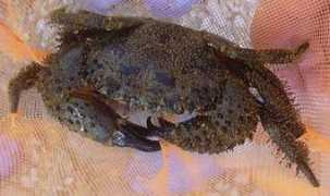 archiv.korallenriff.de Koechle