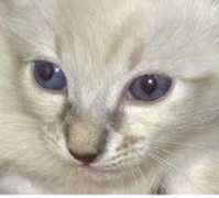 montessoricats.com Koentje