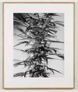 artnews.org Koester
