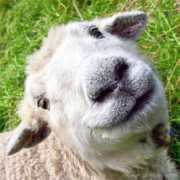 forum.finanzen.net Koettel