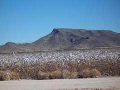 Kofa