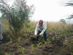 Koffi