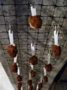Kofte