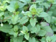 botanic.jp Kohako