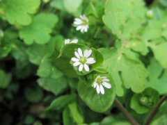 botanic.jp Kohako