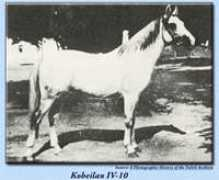 arieana.com Koheil