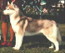 Koho