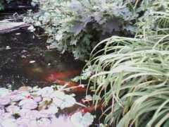 Koi