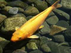 Koi