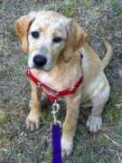 gotpetsonline.com Koiner