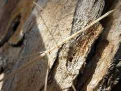 bugguide.net Kojun