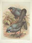 Kokako