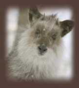 j-serow.com Kokamo