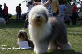 bobtail.pl Kokolino