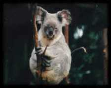bushfiresafe.com.au Kolala
