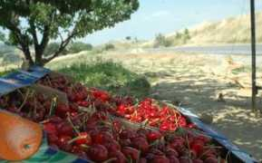 Koleka