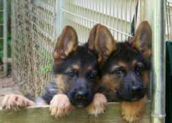 kolendakennels.com Kolenda