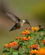 naturalisme.dk Kolibri