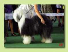 bobtail.ru Kollet