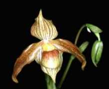 orchid.or.jp Kolopa