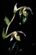 orchid.or.jp Kolopa