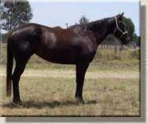 ariaquarterhorses.com Kolora
