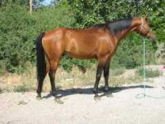 lostjuniperranch.com Kolumbo