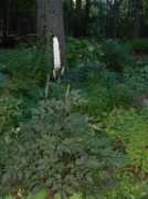 bkperennials.com Kolvek