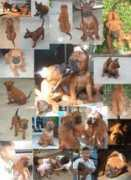 thairidgeback.org Komain