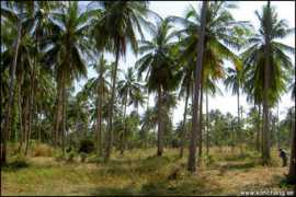 Komak