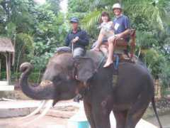 Komeng