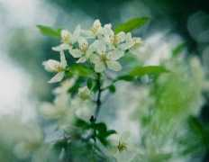 .famille.ne.jp Konashi