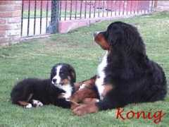 Konig