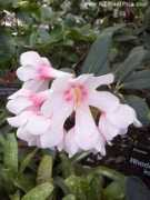 nzplantpics.com Konori